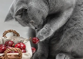 peut-on-donner-des-cerises-aux-chats