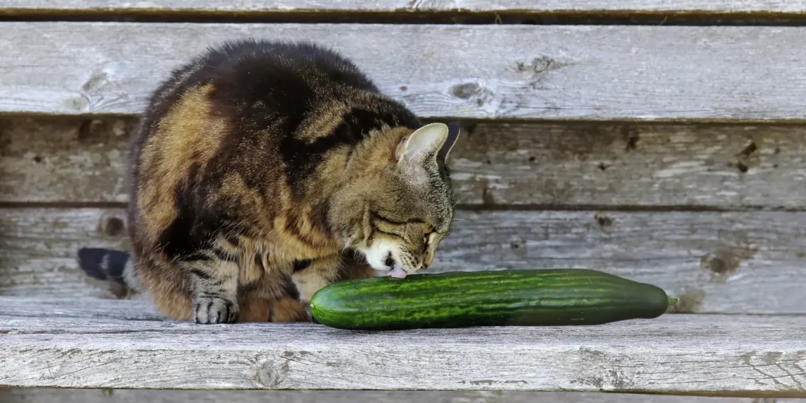 peut-on-donner-des-concombres-aux-chats