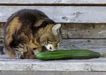 peut-on-donner-des-concombres-aux-chats