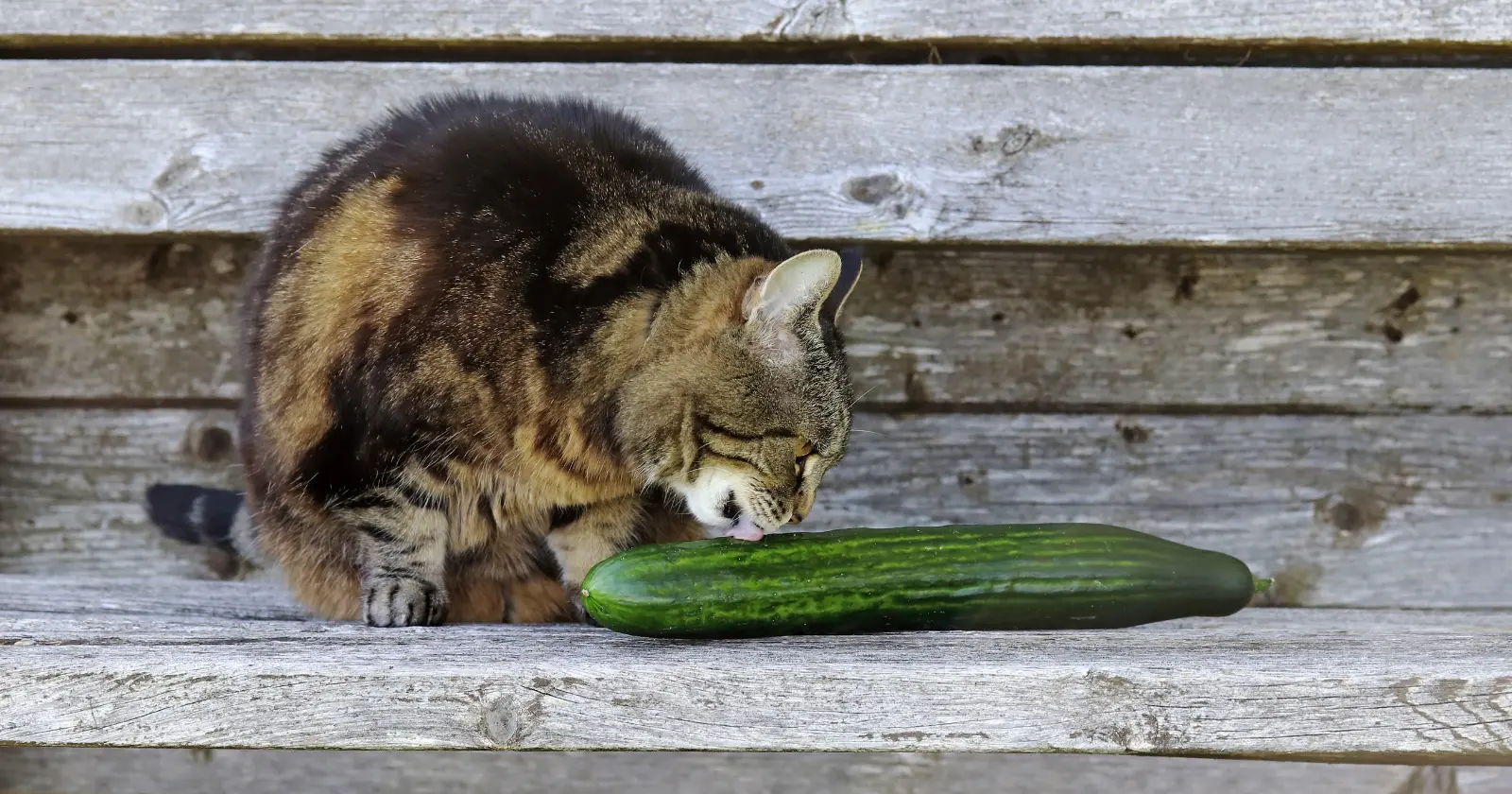 Peut-on donner des concombres aux chats?