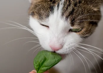 peut-on-donner-des-epinards-aux-chats
