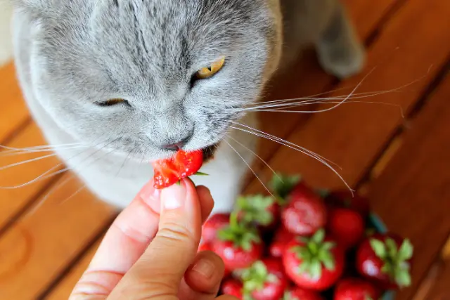 peut-on-donner-des-fraises-aux-chats-1