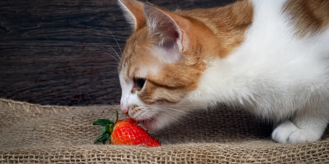 peut-on-donner-des-fraises-aux-chats
