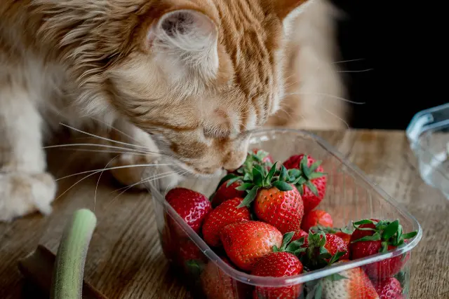 peut-on-donner-des-fraises-aux-chats-2