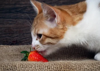 peut-on-donner-des-fraises-aux-chats