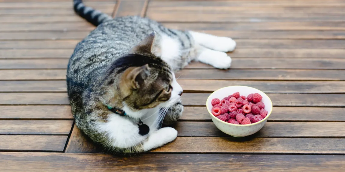 peut-on-donner-des-framboises-aux-chats