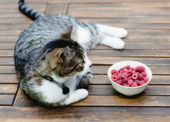 peut-on-donner-des-framboises-aux-chats