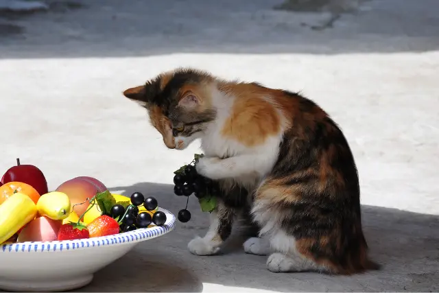 peut-on-donner-des-fruits-aux-chats-2