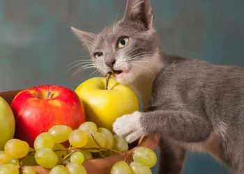 peut-on-donner-des-fruits-aux-chats