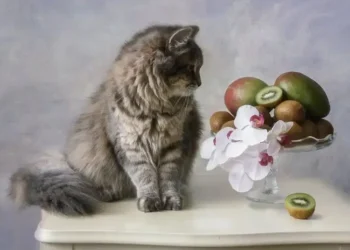 peut-on-donner-des-kiwis-aux-chats