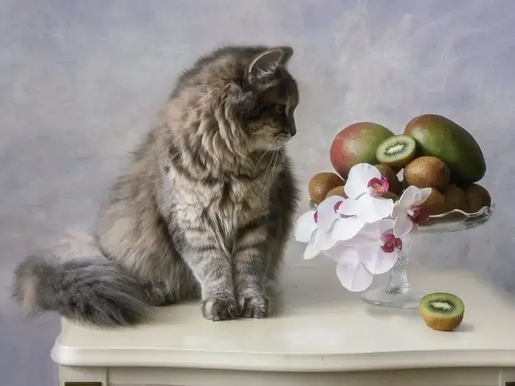 peut-on-donner-des-kiwis-aux-chats