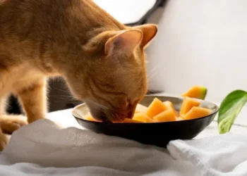 peut-on-donner-des-mangue-aux-chats