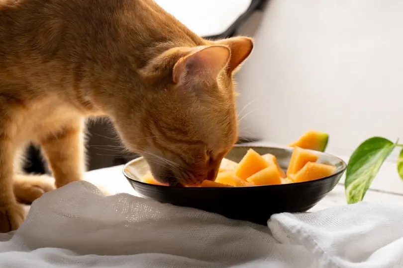 peut-on-donner-des-mangue-aux-chats