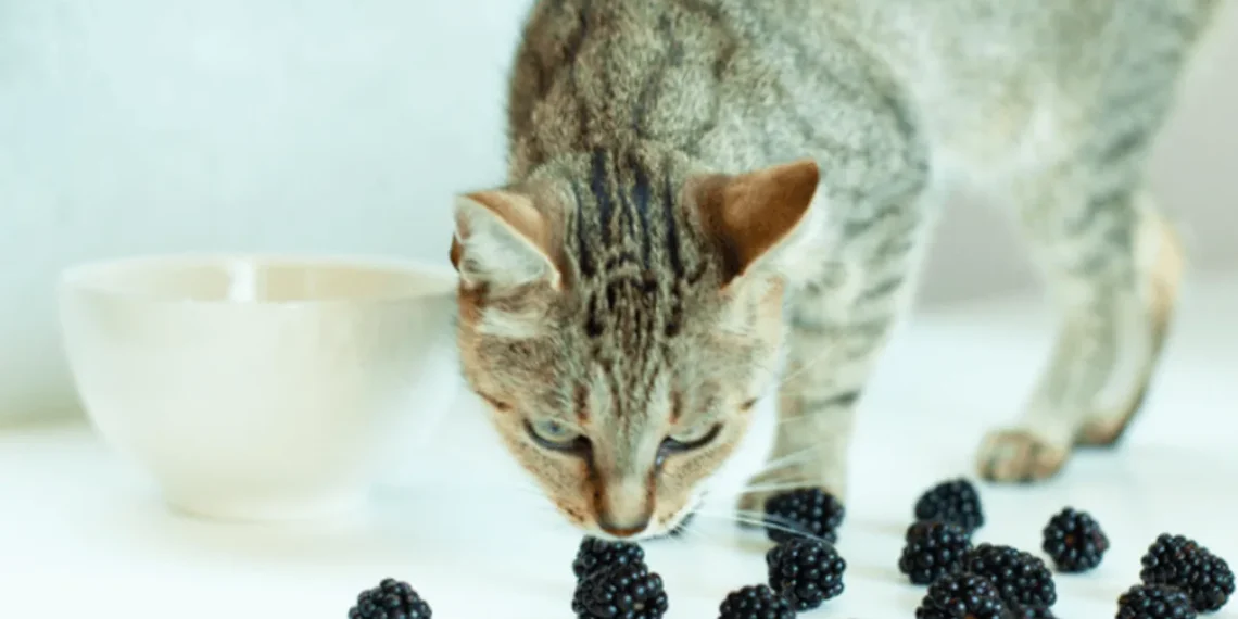 peut-on-donner-des-mures-au-chat