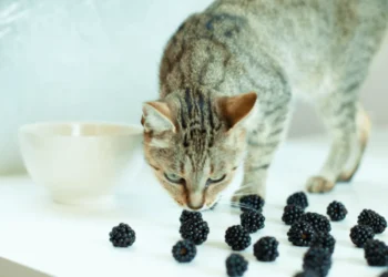 peut-on-donner-des-mures-au-chat