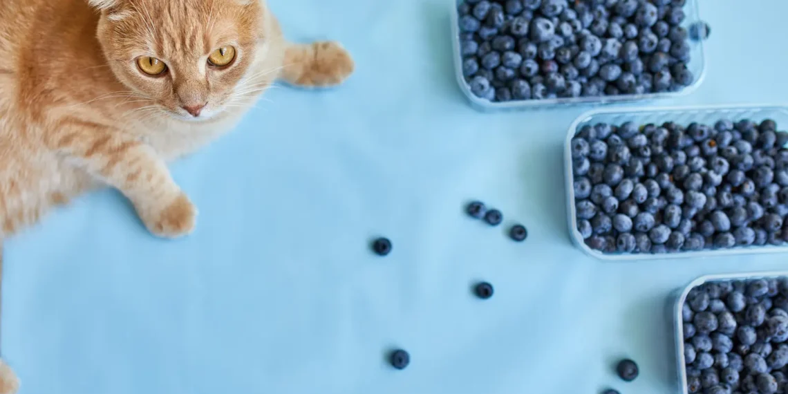 peut-on-donner-des-myrtilles-aux-chats