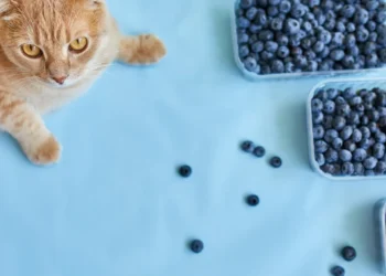 peut-on-donner-des-myrtilles-aux-chats