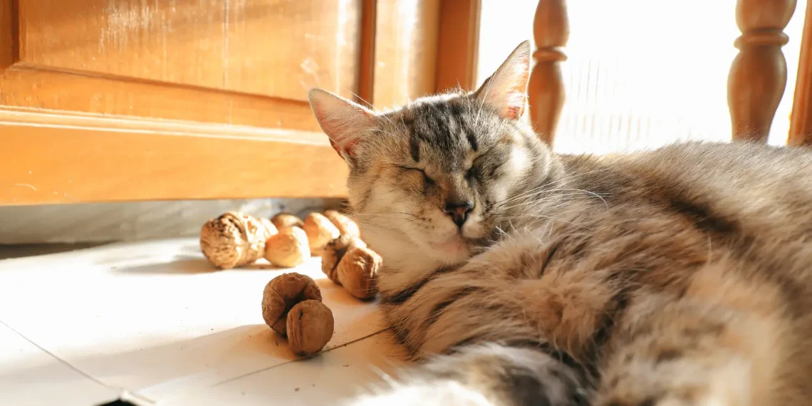 peut-on-donner-des-noix-aux-chats