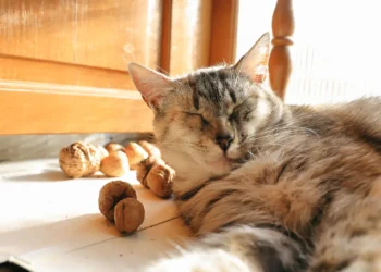 peut-on-donner-des-noix-aux-chats