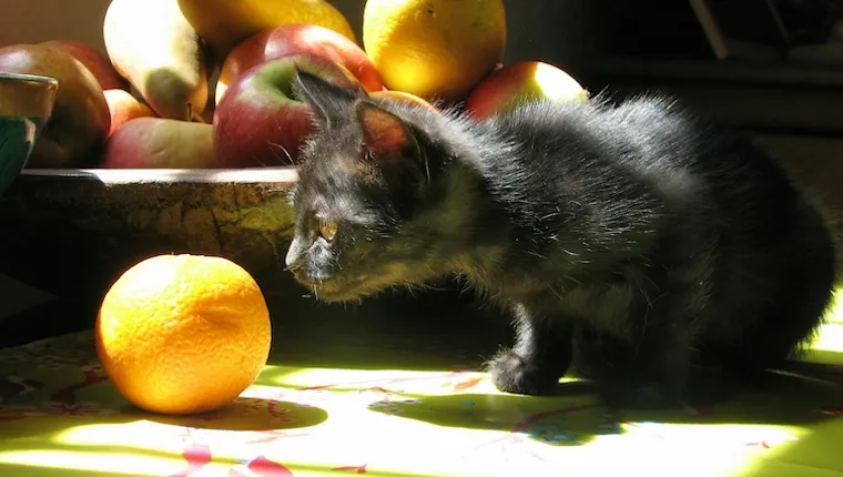 peut-on-donner-des-oranges-aux-chats-1