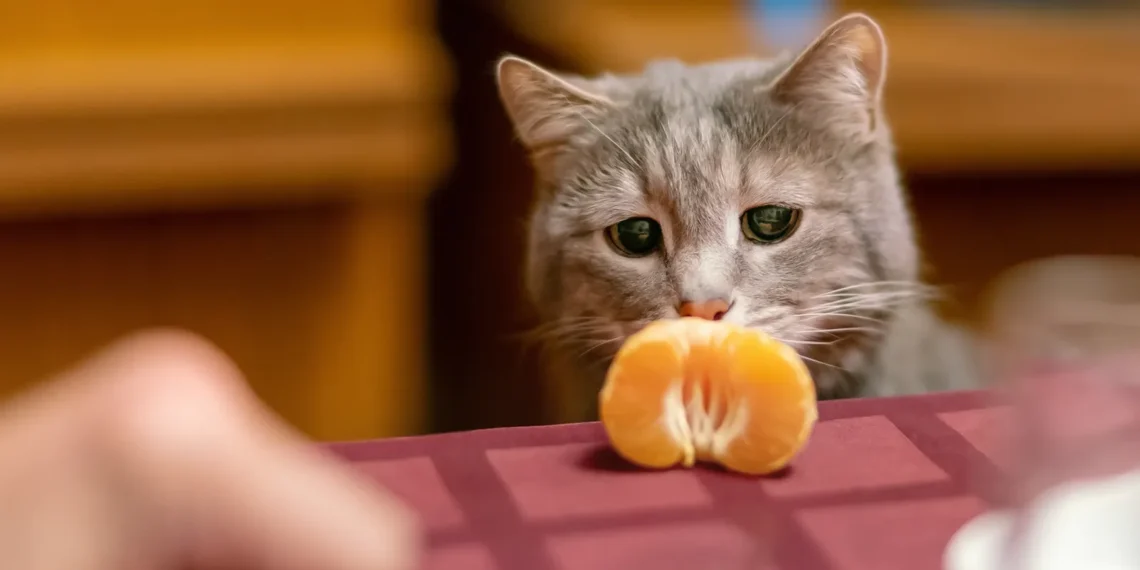 peut-on-donner-des-oranges-aux-chats