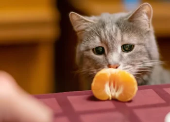 peut-on-donner-des-oranges-aux-chats