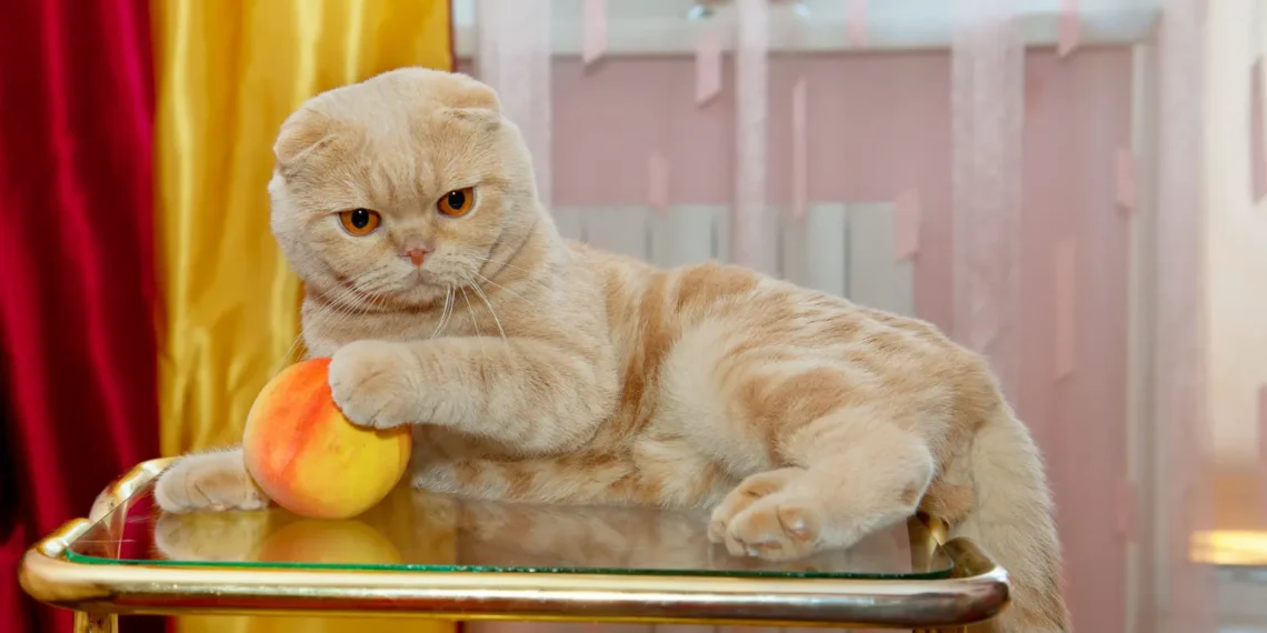 peut-on-donner-des-peches-aux-chats