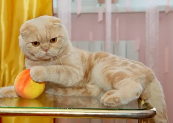 peut-on-donner-des-peches-aux-chats