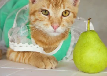 peut-on-donner-des-poires-aux-chats