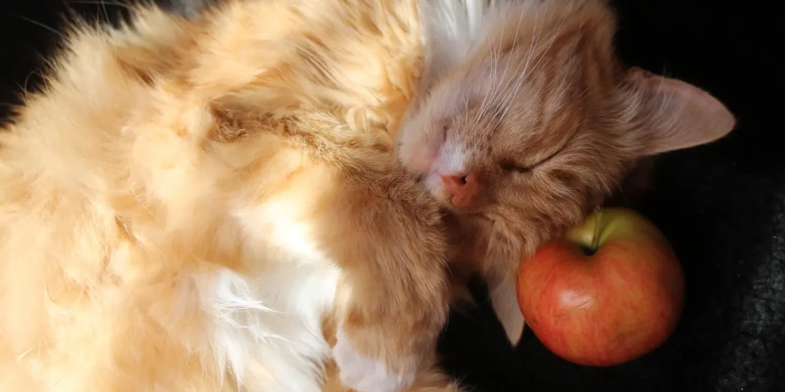 Peut-on donner de la pomme à un chat ?
