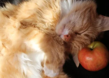 peut-on-donner-des-pommes-aux-chats