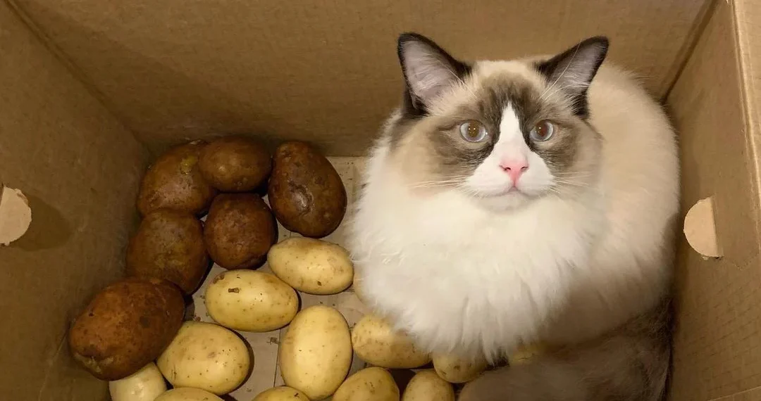 peut-on-donner-des-pommes-de-terre-aux-chats