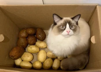 peut-on-donner-des-pommes-de-terre-aux-chats