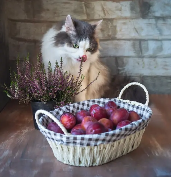 peut-on-donner-des-prunes-aux-chats-1