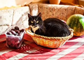 peut-on-donner-des-prunes-aux-chats