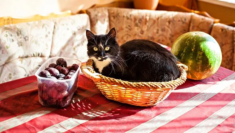peut-on-donner-des-prunes-aux-chats