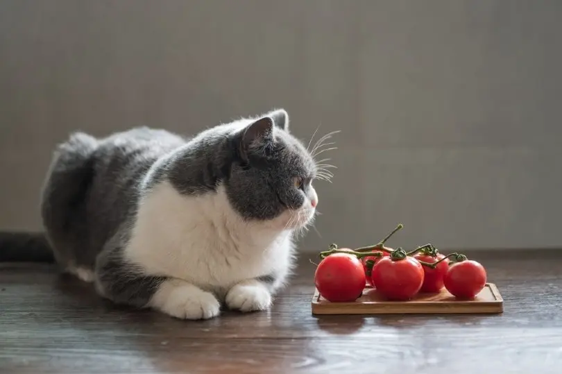 peut-on-donner-des-tomates-aux-chats-2