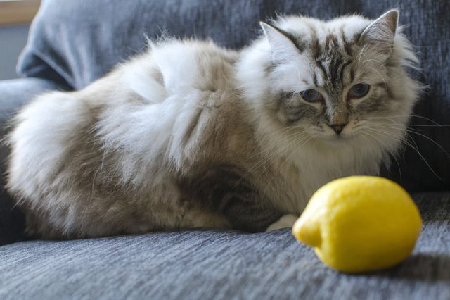 peut-on-donner-du-citron-aux-chats-1