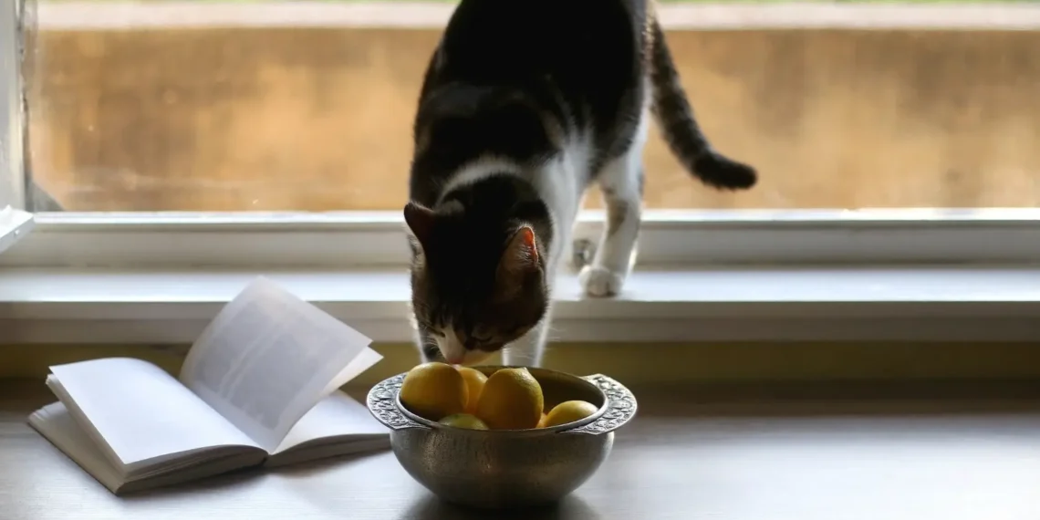peut-on-donner-du-citron-aux-chats