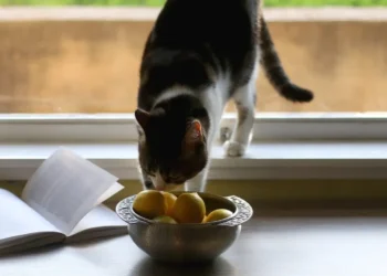 peut-on-donner-du-citron-aux-chats