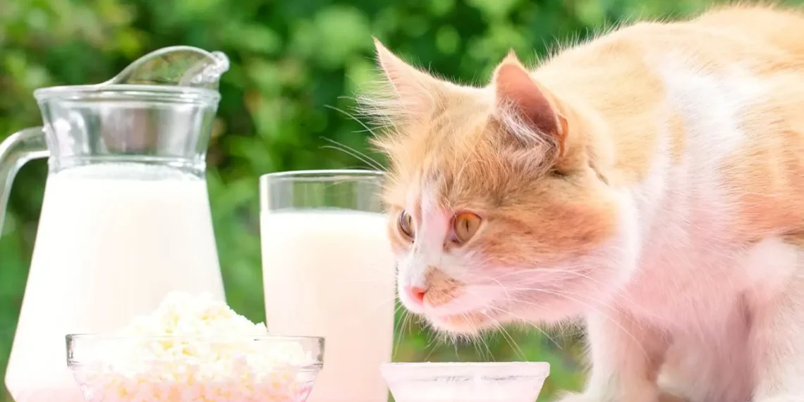 peut-on-donner-du-cottage-cheese-aux-chats