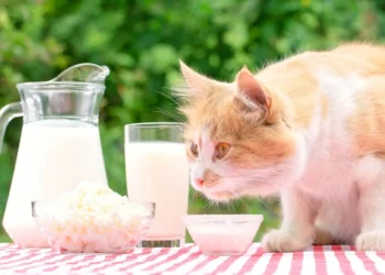 peut-on-donner-du-cottage-cheese-aux-chats
