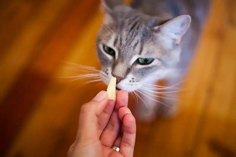 peut-on-donner-du-fromage-aux-chats-1