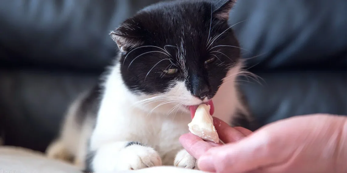 peut-on-donner-du-fromage-aux-chats