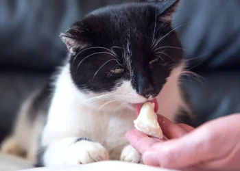 peut-on-donner-du-fromage-aux-chats