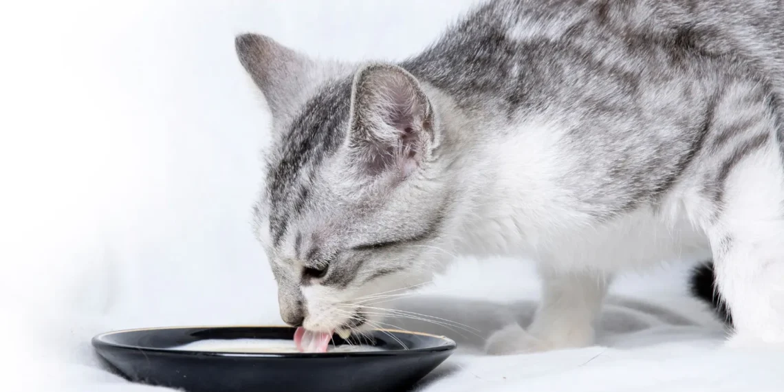 Peut-on donner du lait aux chats