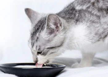 Peut-on donner du lait aux chats