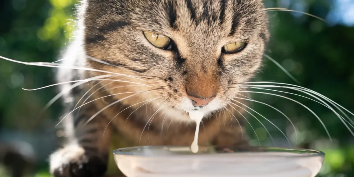 peut-on-donner-du-lait-damande-aux-chats
