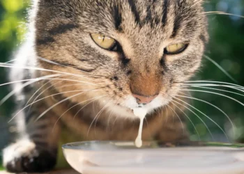 peut-on-donner-du-lait-damande-aux-chats