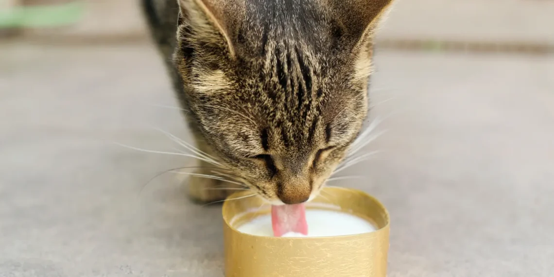 peut-on-donner-du-lait-de-chevre-a-un-chat